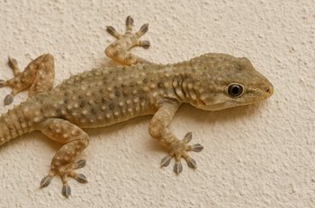 Dlaczego Grecy kochają te małe jaszczurki?