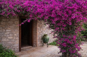 8 Most Popular Flowers and Shrubs in Greece You’ll See Everywhere